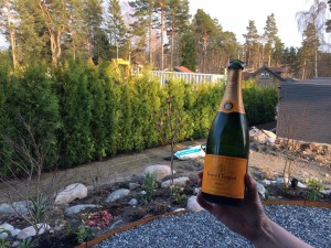 Thuja Champagne